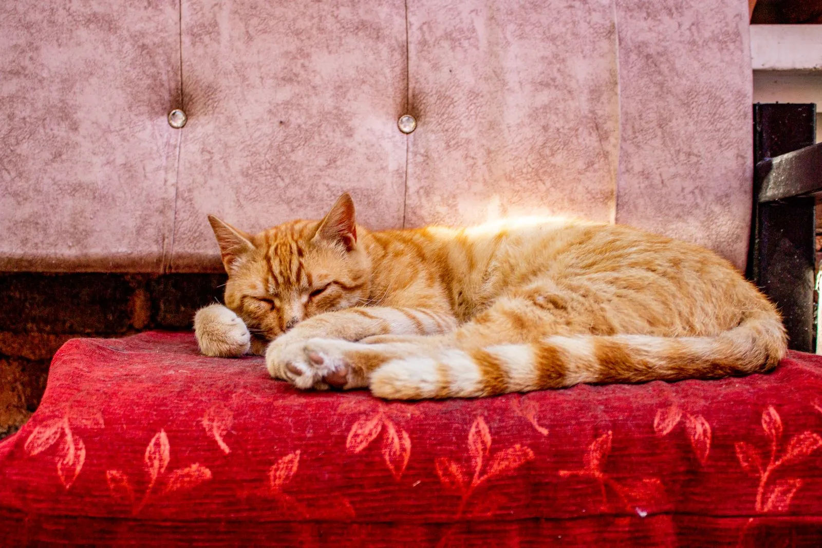 How to Prepare Your Pet for a Holiday Sitter